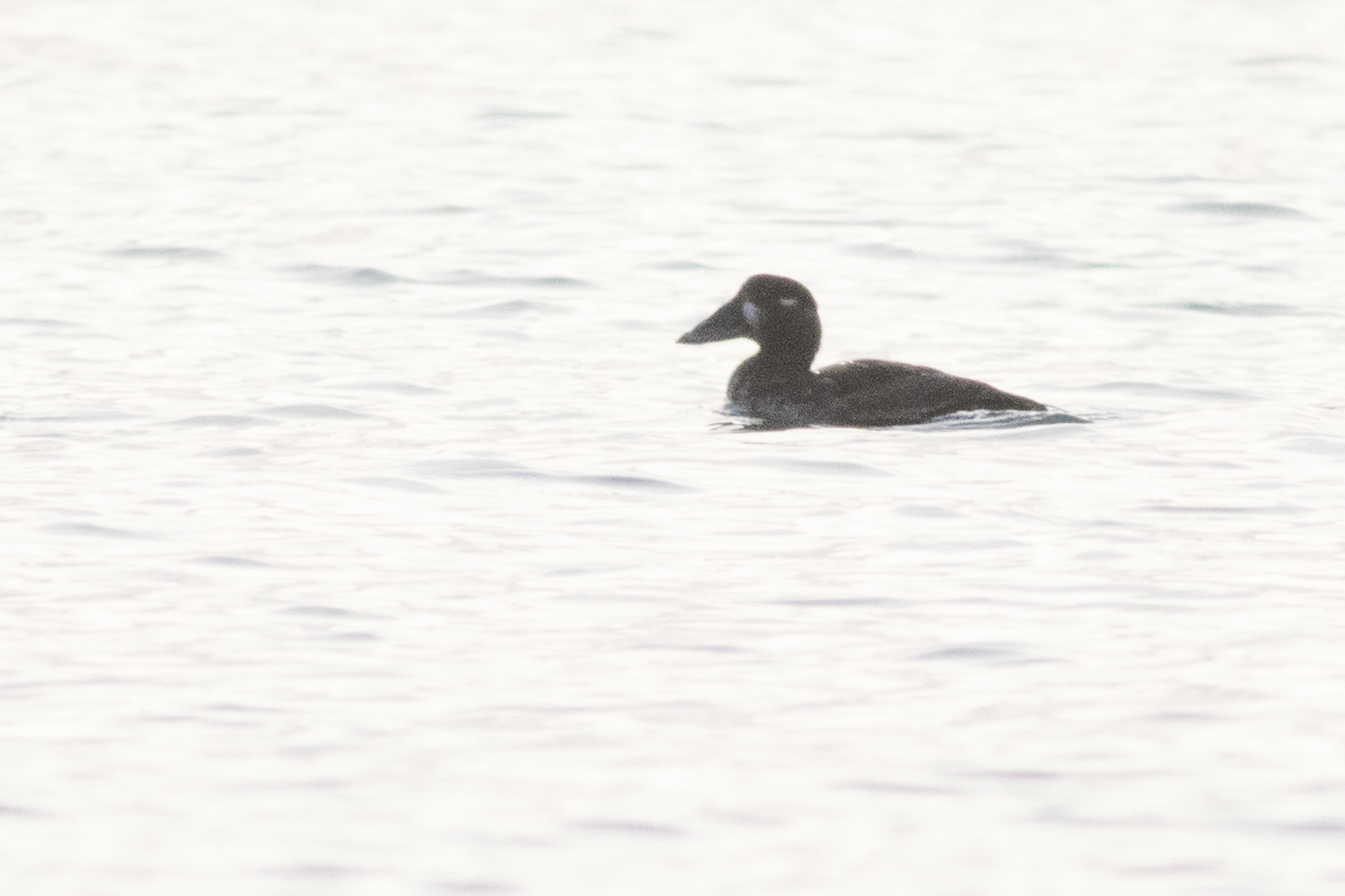 Surf Scoter