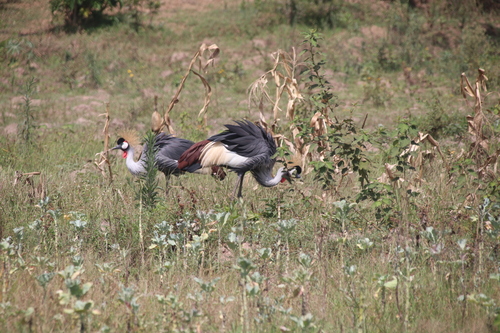 East African Crowned Crane