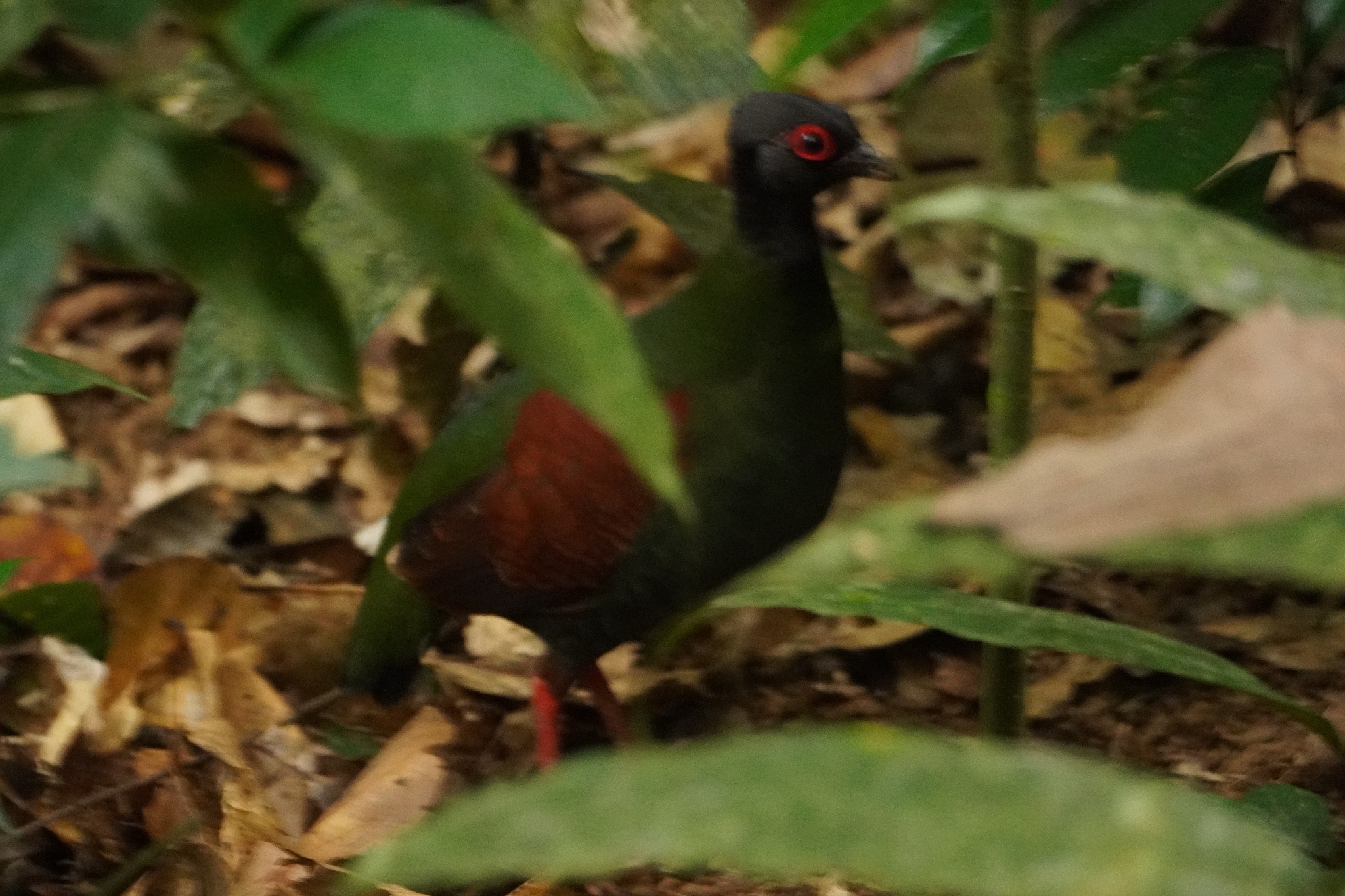 Crested Partridge illustration