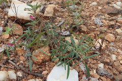 Tephrosia vicioides