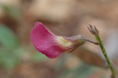 Tephrosia vicioides