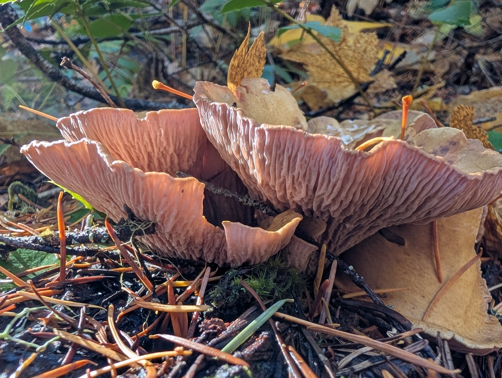 Gomphus clavatus · October 2025 · photo: © drew_meyer (iNaturalist, cc0)