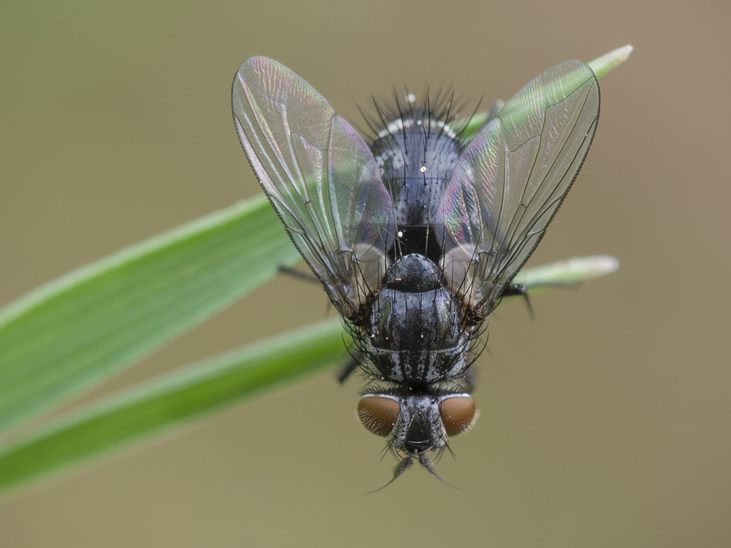 Eumea mitis