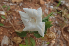 Ruellia leucantha