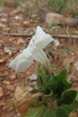 Ruellia leucantha