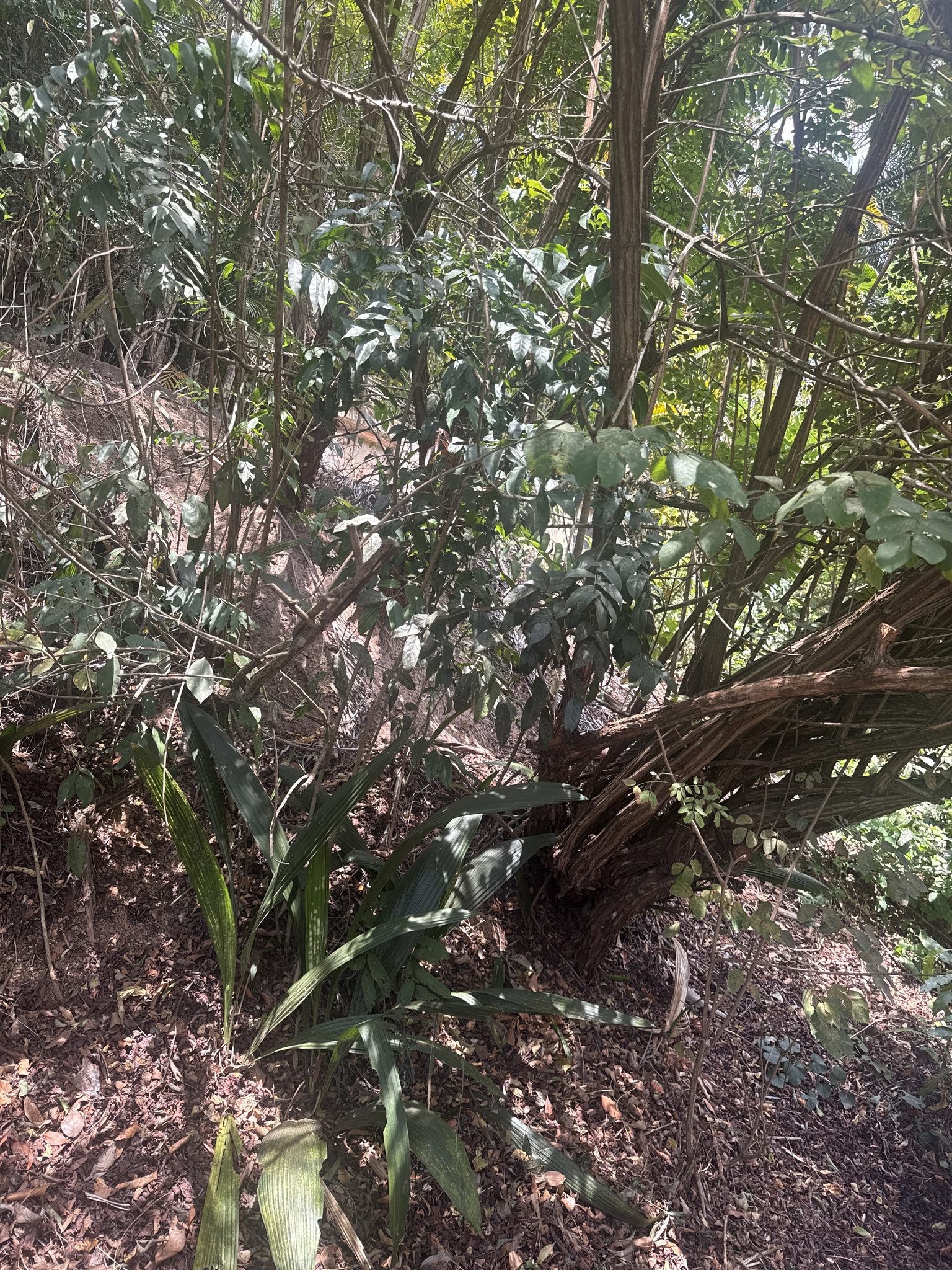Pereskia aculeata