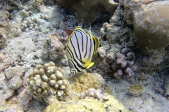 Chaetodon meyeri