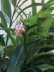 Alpinia zerumbet