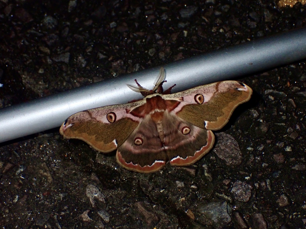 Jonaki Insect Rinaca jonasii jonasii from 本州, 岐阜市, 岐阜県, JP on October 29, 2025 at 10: ...