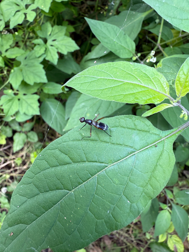 Unknown species found near Apopka, FL, US