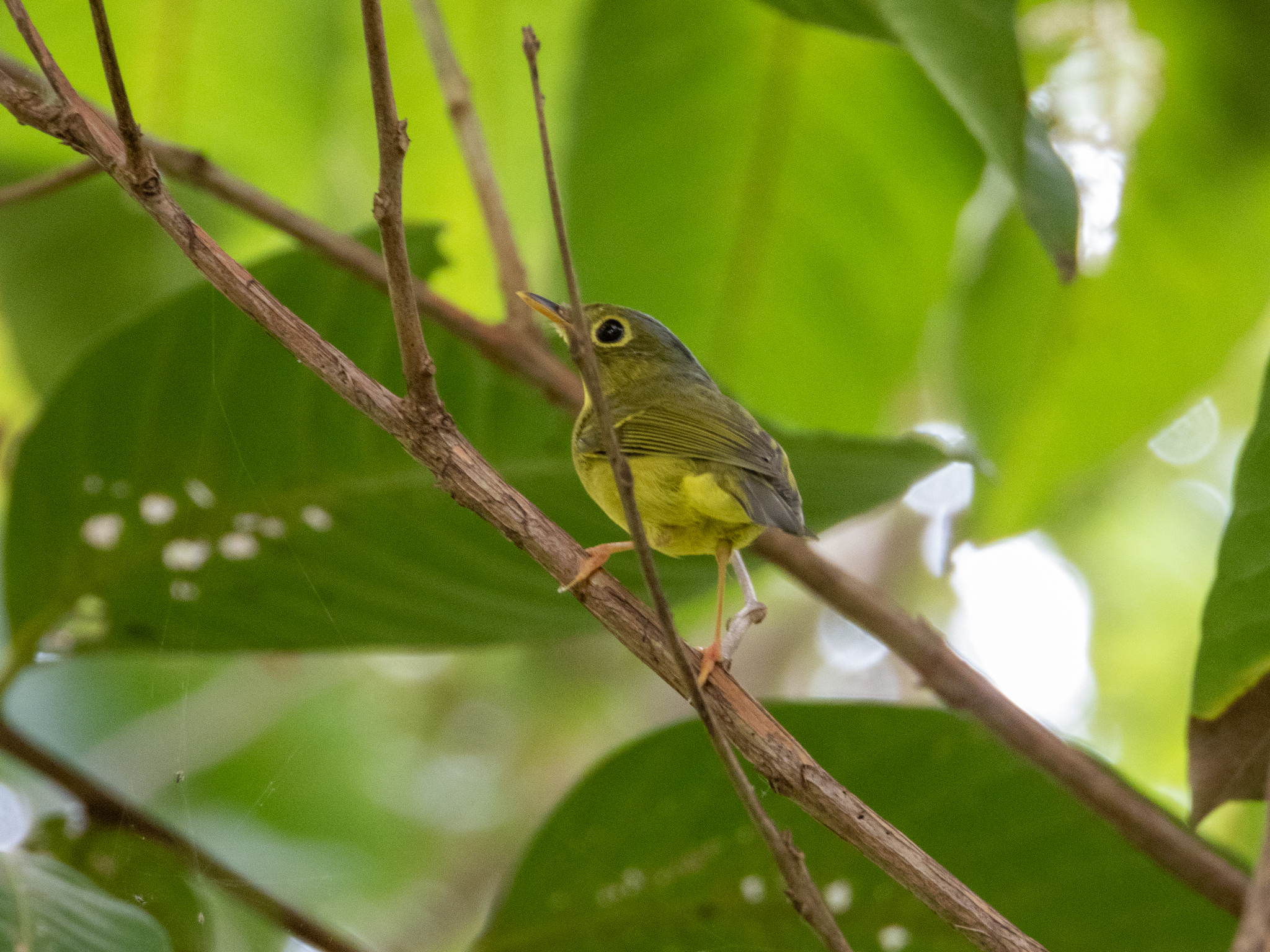 Alström's Warbler illustration