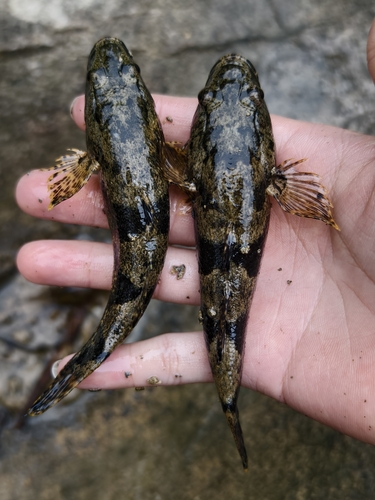 Chinese sleeper (Odontobutis sinensis) — Odontobutidae — 2