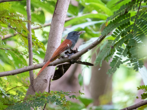 Blyth's Paradise Flycatcher (Terpsiphone affinis), photo 7