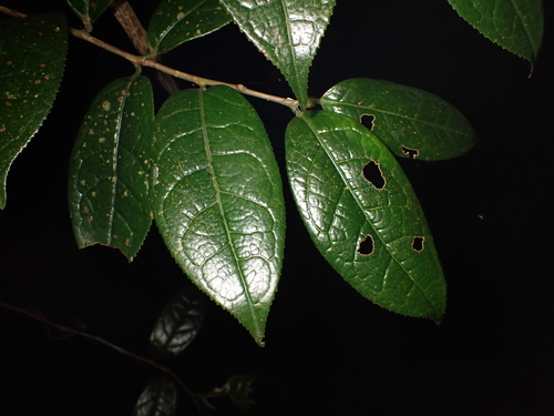 Camellia granthamiana observed 2025-10-30