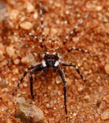 Salticidae