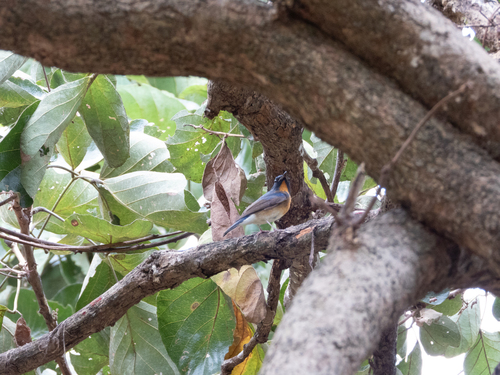 Chinese Blue Flycatcher (Cyornis glaucicomans), photo 10