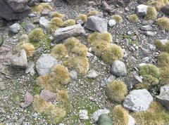 Deschampsia antarctica