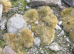 Deschampsia antarctica