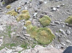 Deschampsia antarctica