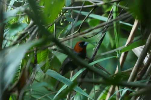 Chestnut-headed Tanager (Thlypopsis pyrrhocoma), photo 5