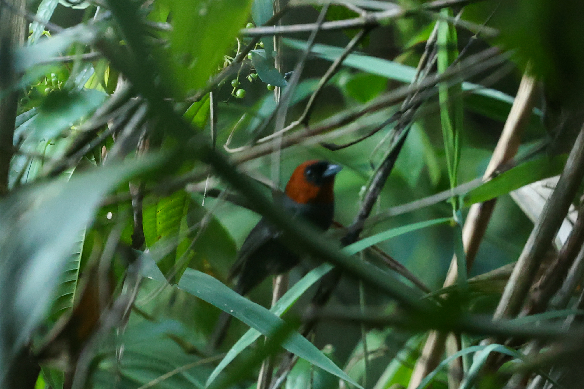 Chestnut-headed Tanager (Thlypopsis pyrrhocoma), photo 10