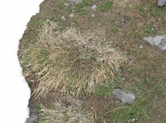 Deschampsia antarctica