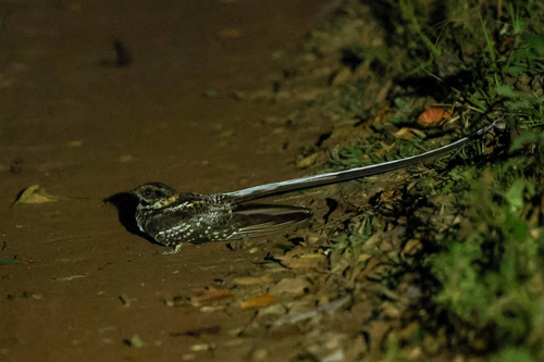 Long-trained Nightjar (Hydropsalis forcipata), photo 2