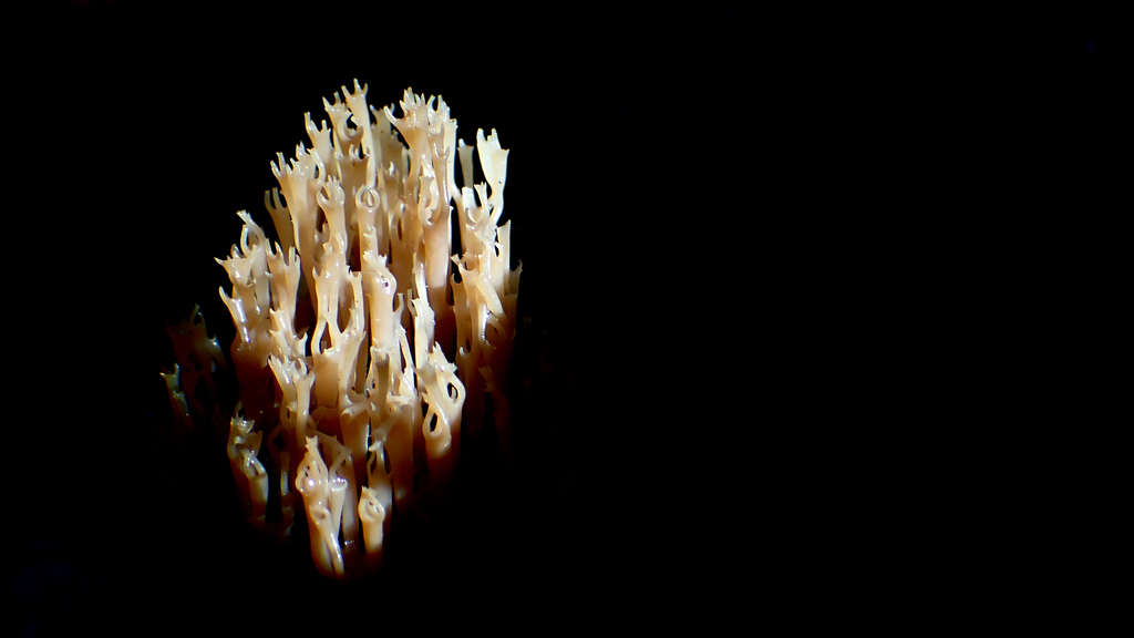 Artomyces pyxidatus · October 2025 · photo: © stevestevens (iNaturalist, cc0)
