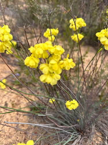 Glischrocaryon aureum, 2025-10-30