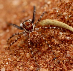 Salticidae