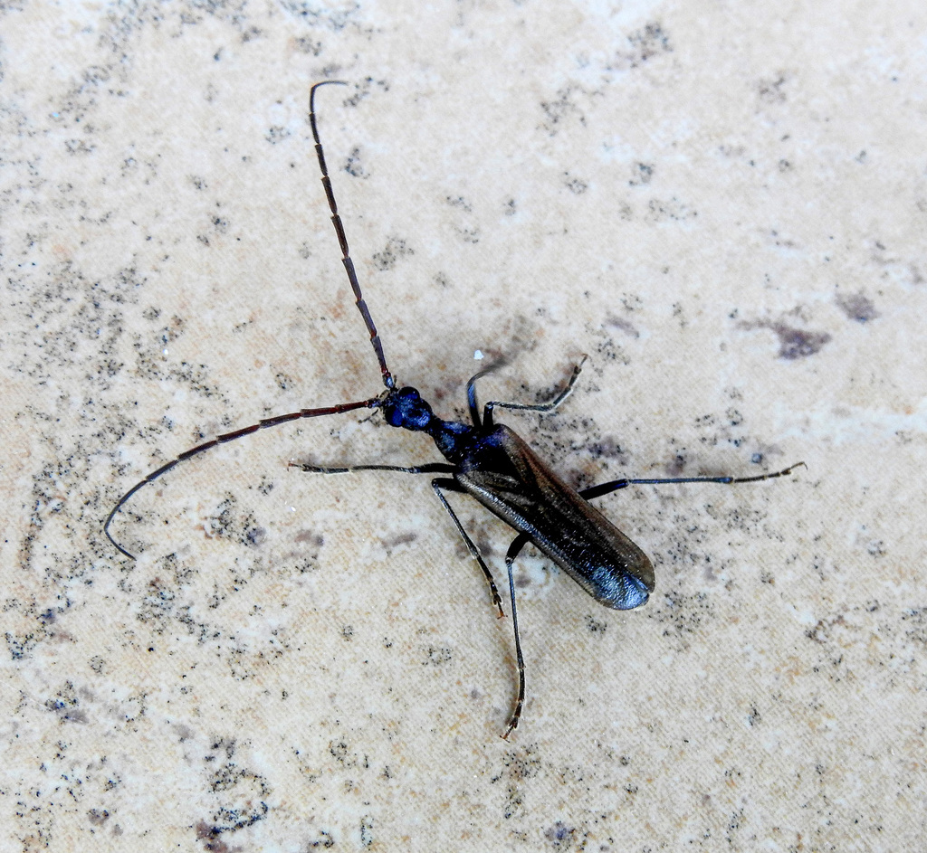 Vesperus xatarti
