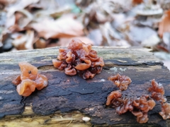 Phaeotremella foliacea
