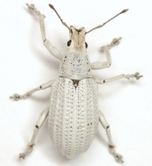 Compsus auricephalus