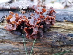 Phaeotremella foliacea