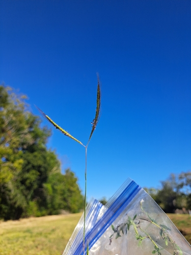 Dichanthium aristatum iNat (2)