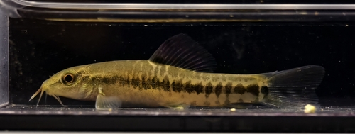 Fraaie modderkruiper (Traccatichthys pulcher) — Nemacheilidae