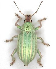 Compsus auricephalus