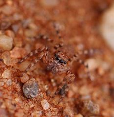 Salticidae