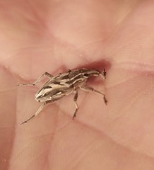 Coniocleonus megalographus