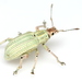 Golden-headed Weevil - Photo (c) Mike Quinn, Austin, TX, some rights reserved (CC BY-NC), uploaded by Mike Quinn, Austin, TX