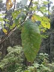Verbesina oncophora