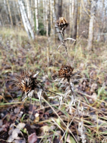 Bieberstein's thistle
