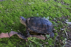 Mauremys leprosa leprosa