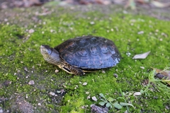 Mauremys leprosa leprosa