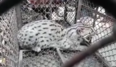 Prionailurus viverrinus