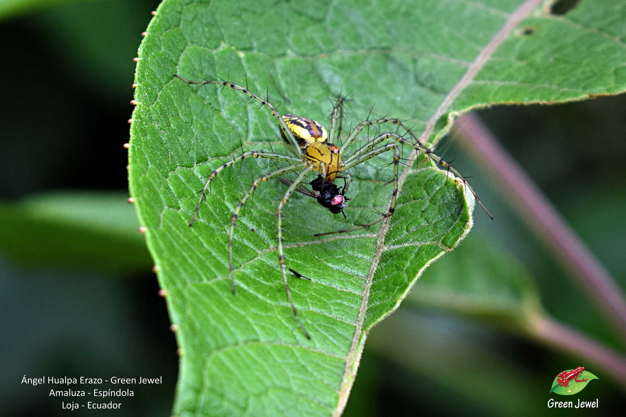 Peucetia image