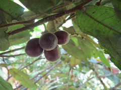 Polyalthia hispida