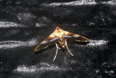 Aetholix
