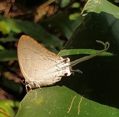 Cheritra freja evansi