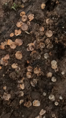 Orbiliomycetes